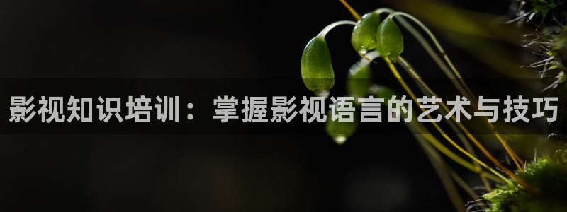 飘雪影院在线观看免费手机版：影视知识培训：掌握影视语言的艺术与技巧